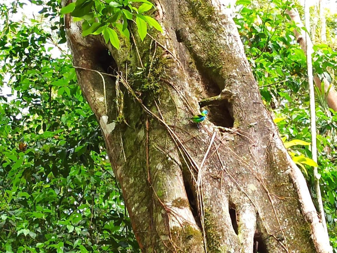Recanto Da Margo 1, Casa Com Acesso A Cachoeira Parati Extérieur photo