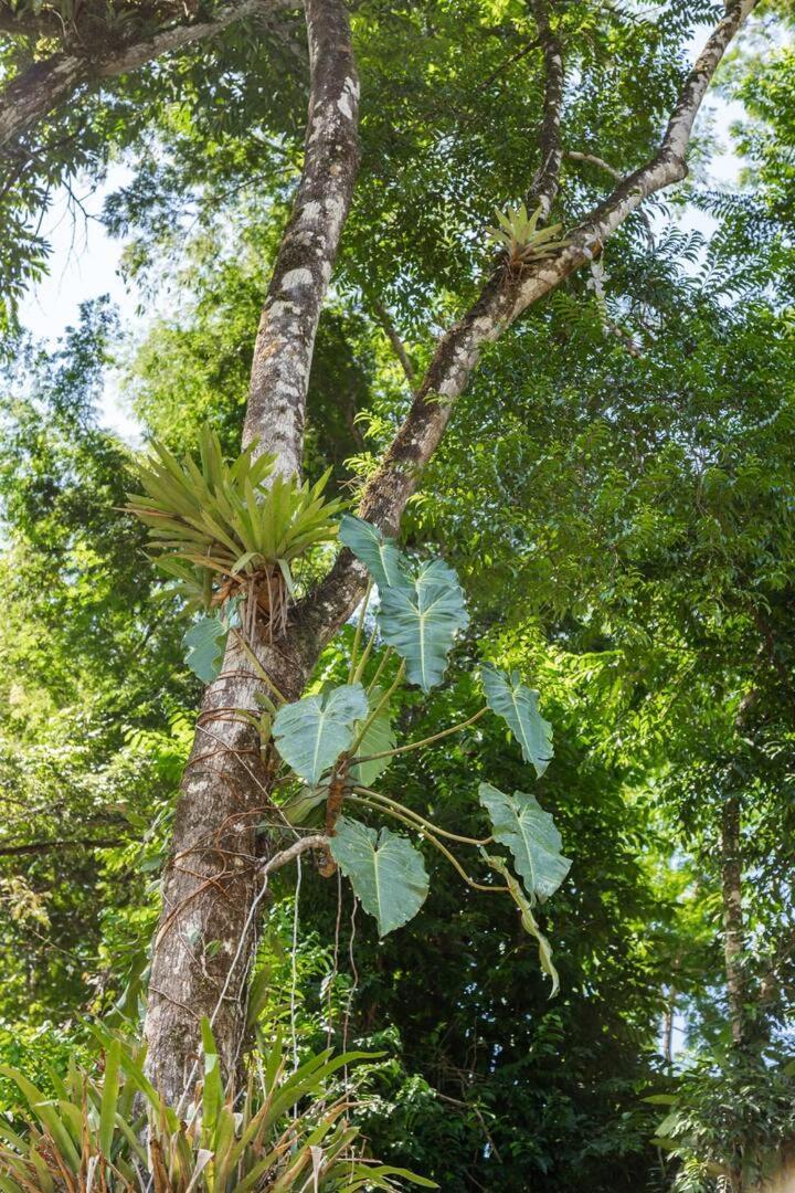 Recanto Da Margo 1, Casa Com Acesso A Cachoeira Parati Extérieur photo